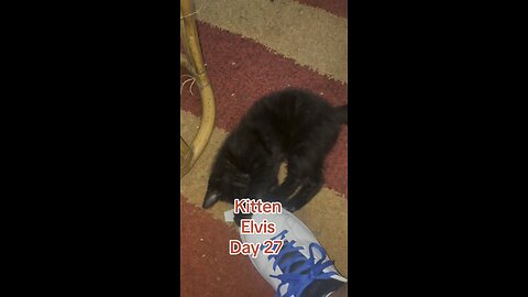 Kitten Elvis