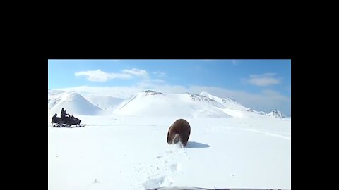 Bear attack russian campers 😪😪