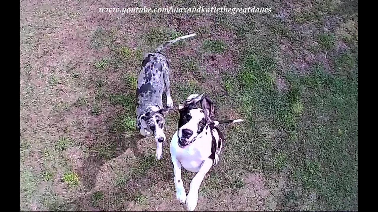 Potensic D58 Drone's View Of Two Funny Leaping Great Danes