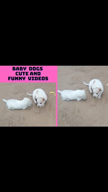 baby dogs cute and funny dog videos puppy dogs compilation|#funny|susan bro |#shorts