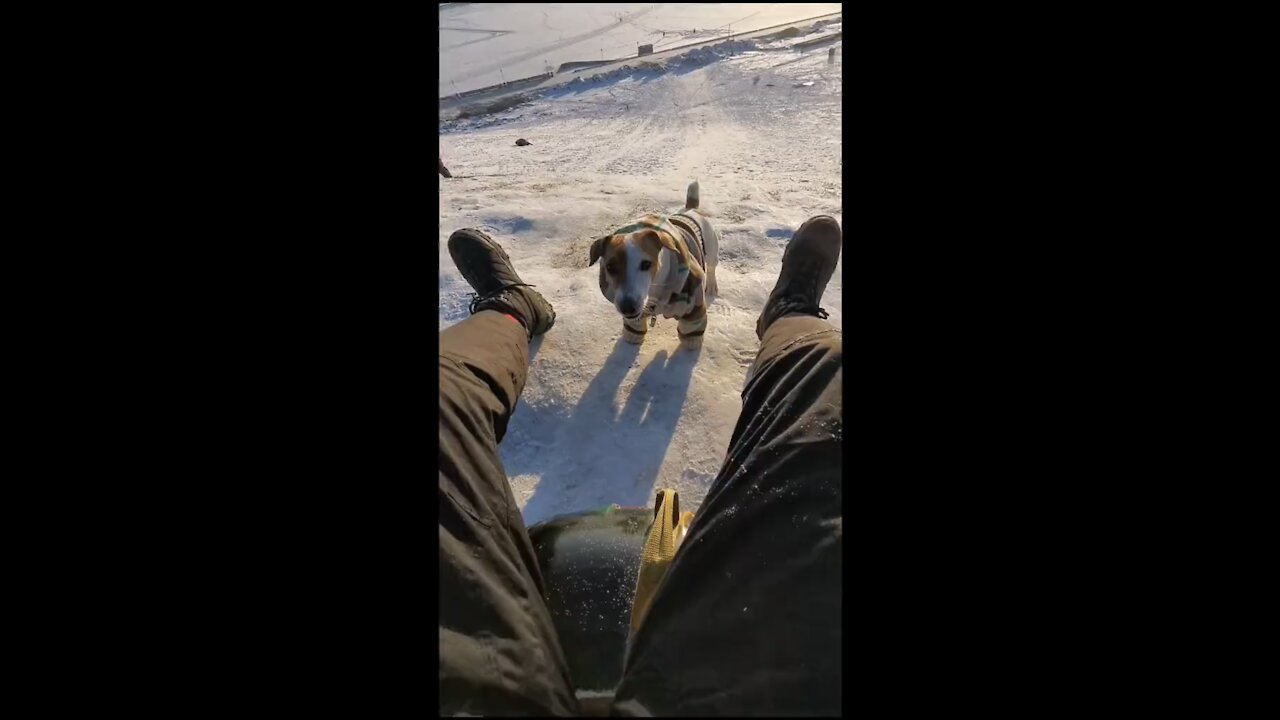 😂FUNNY SKI-DOG