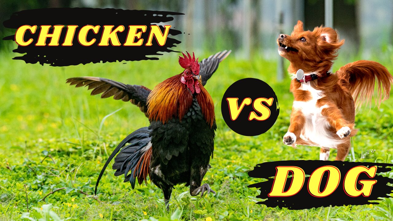 BEST OF Chicken VS Dog Fight 2021- [JUST LAUGHS]