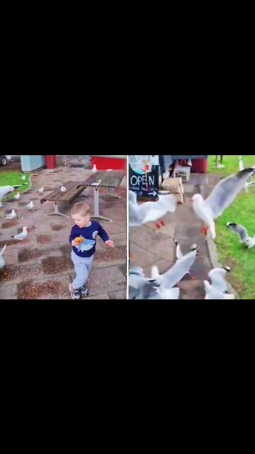 Birds Chase a Boy Causing Him to Drop His Donut as They All Rush to Eat It