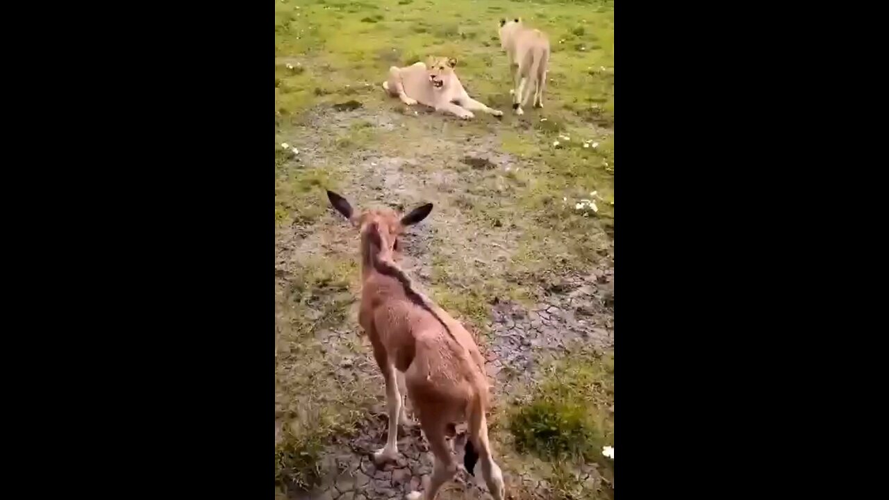 Without His Mother Will He Survive The Lions