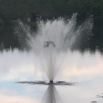 An Unfortunate Bird Gets Launched Off A Lake Fountain And Goes Head First Back To The Lake