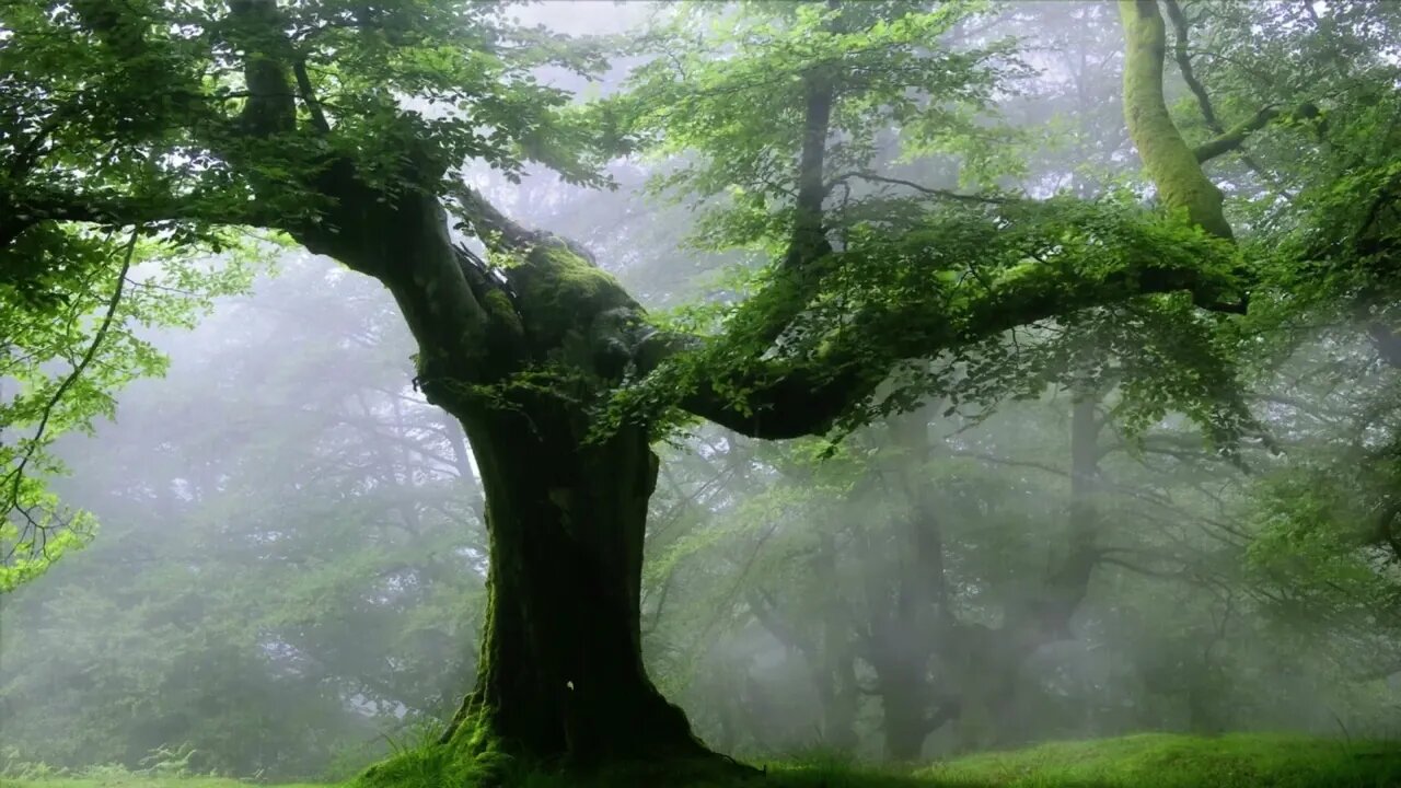 雨はリラックスするために