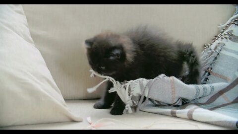 Cat time - 012