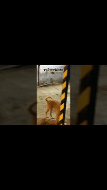 Hora de estirar las patitas! #tacuarembó #uruguay (16/05/2023)