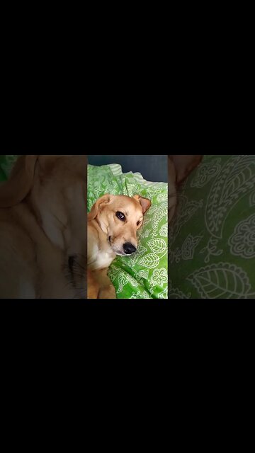 MAS QUE CACHORRO FOLGADO! #8