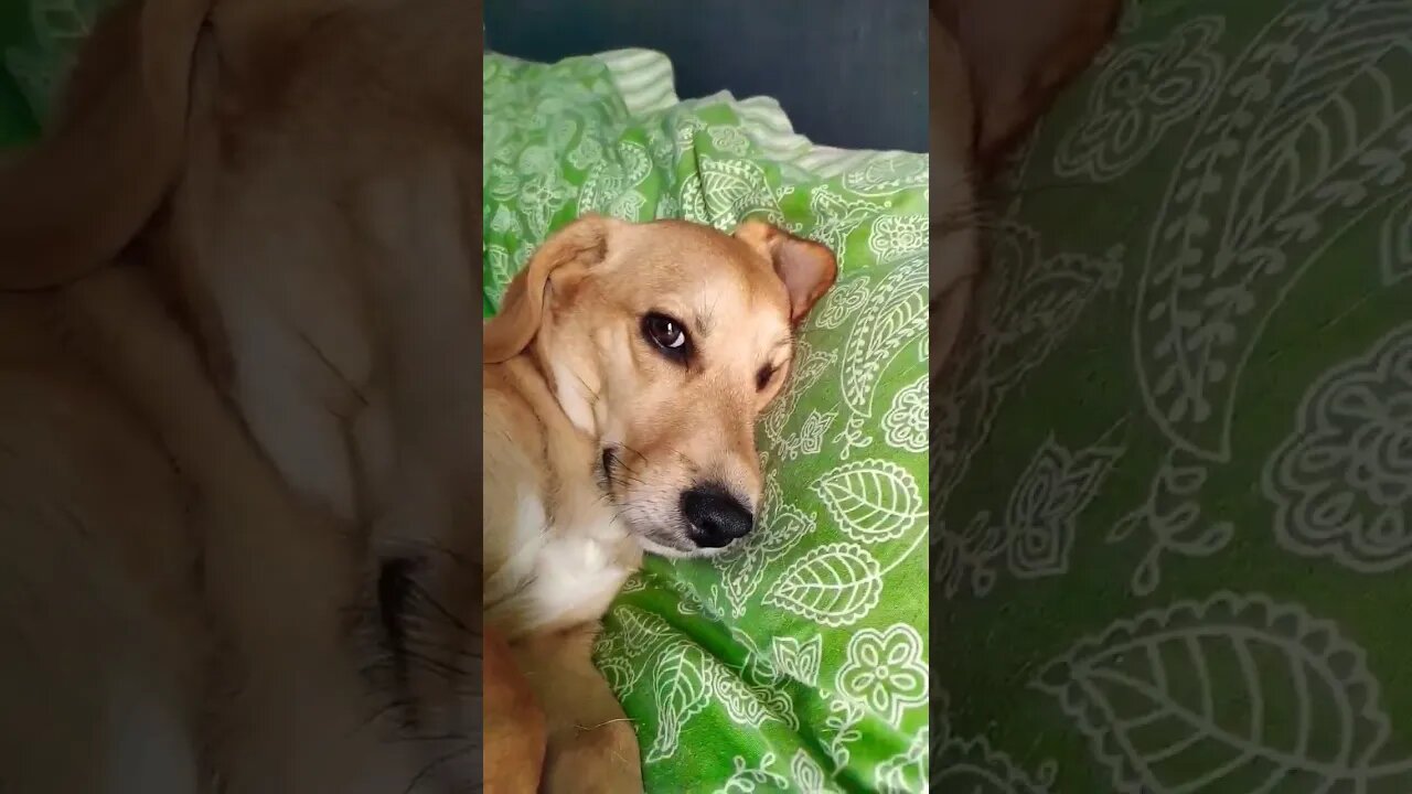 MAS QUE CACHORRO FOLGADO! #8