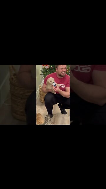 Hungry Little Puppy 🐶 #dog #dogs #doglover