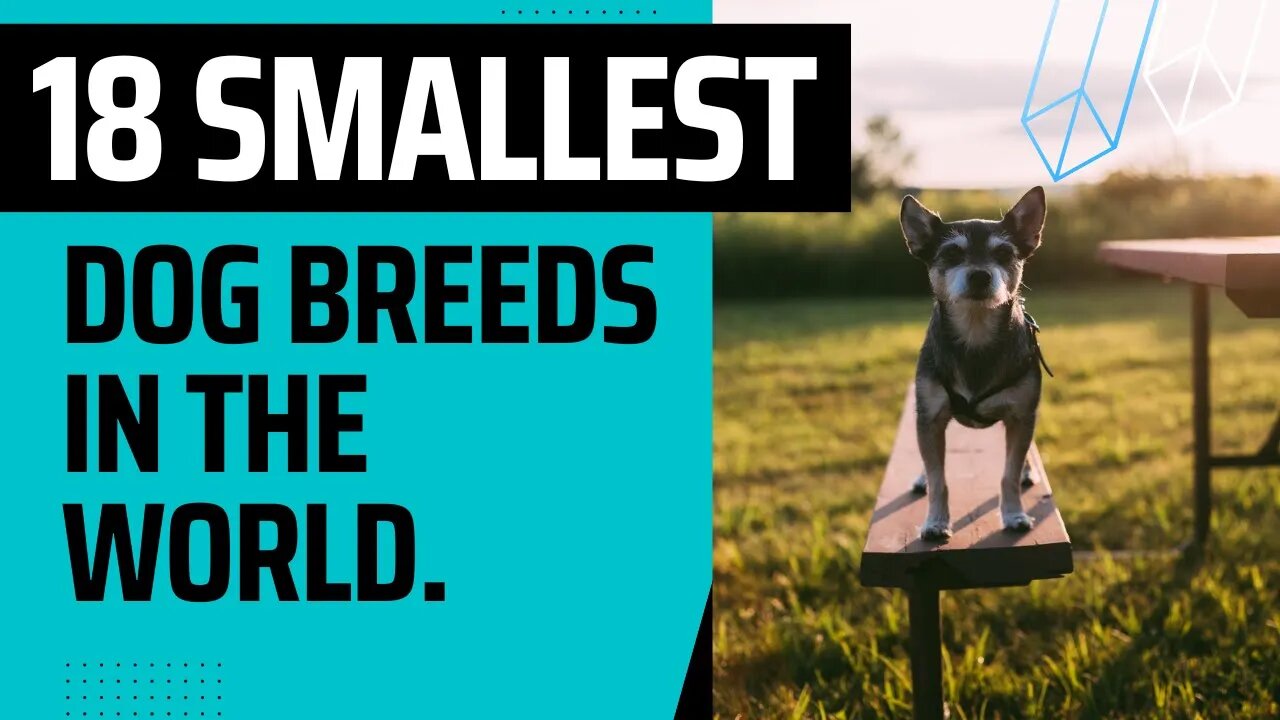 18 Smallest dog Breeds in the World.