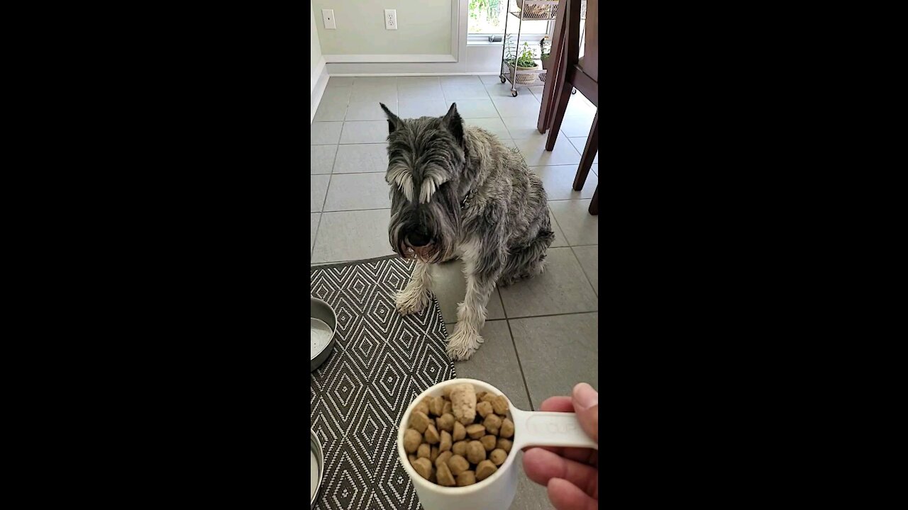 Dinner Time for Fafner the Schnauzer