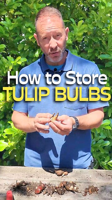 Digging Up and Storing Tulip Bulbs