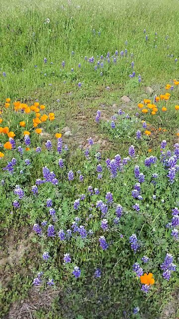 Wildflowers along Coyote Creek Trail