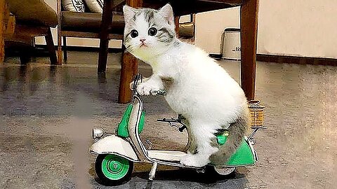 - "Total hilarity with funny animals."