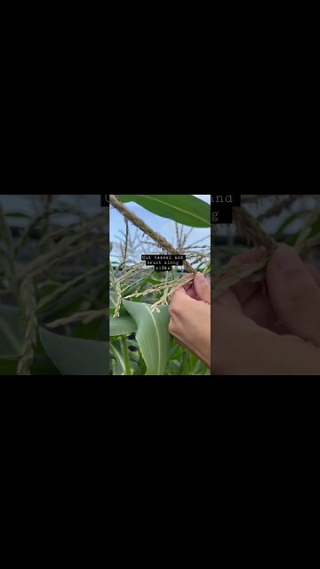 Hand Pollination of Corn
