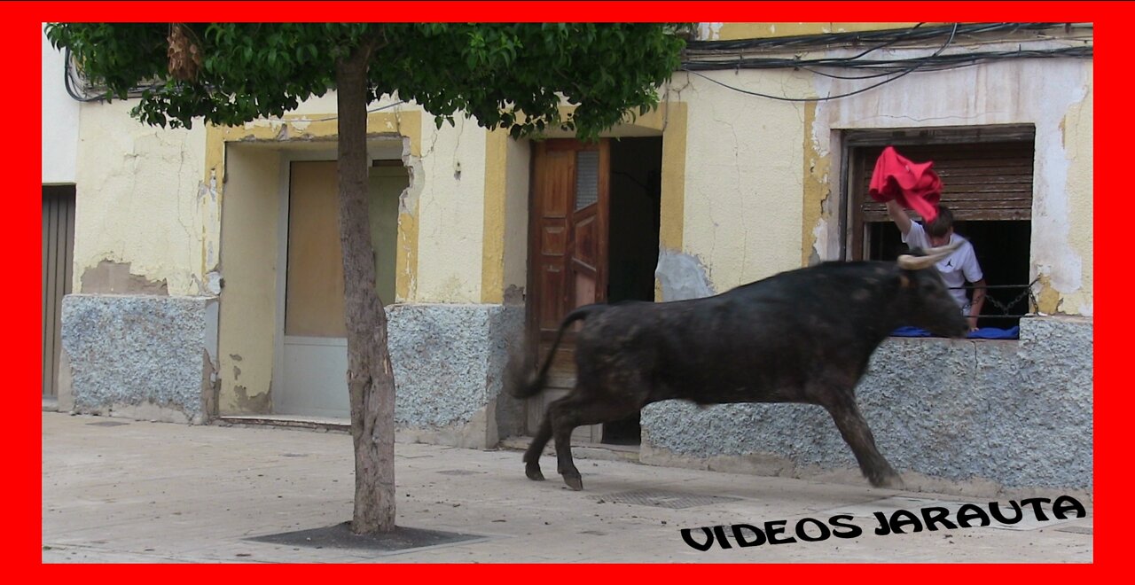 ARGUEDAS ( NAVARRA ) TARDE VACAS EN LA CALLE ( SABADO 13 AGOSTO 2022 ) USTARROZ