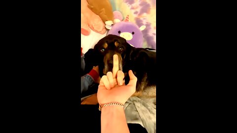 Dogs Videos
