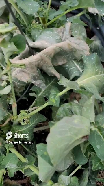 Cold Killed Broccoli