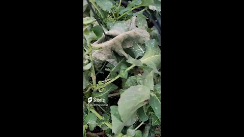 Cold Killed Broccoli