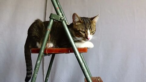 Cute Kitten on a Ladder