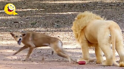 Troll Prank Dog Funny & fake Lion and Fake Tiger Prank To dog ,Huge Box Prank to dog | Ep47_Troll