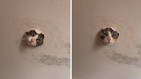 Kitten Hilariously Sticks His Head Through The Ceiling