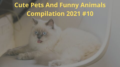 Cute Pets And Funny Animals Compilation 2021 #10