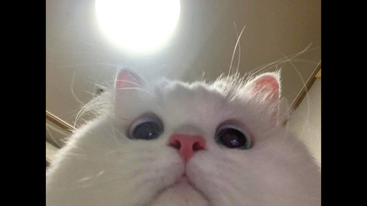 Try Not To Laugh Cute Animal Edition #1