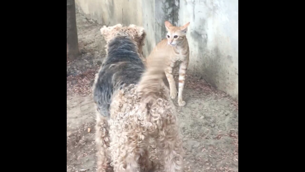 Defensive Cat Scares Away Welsh Terrier