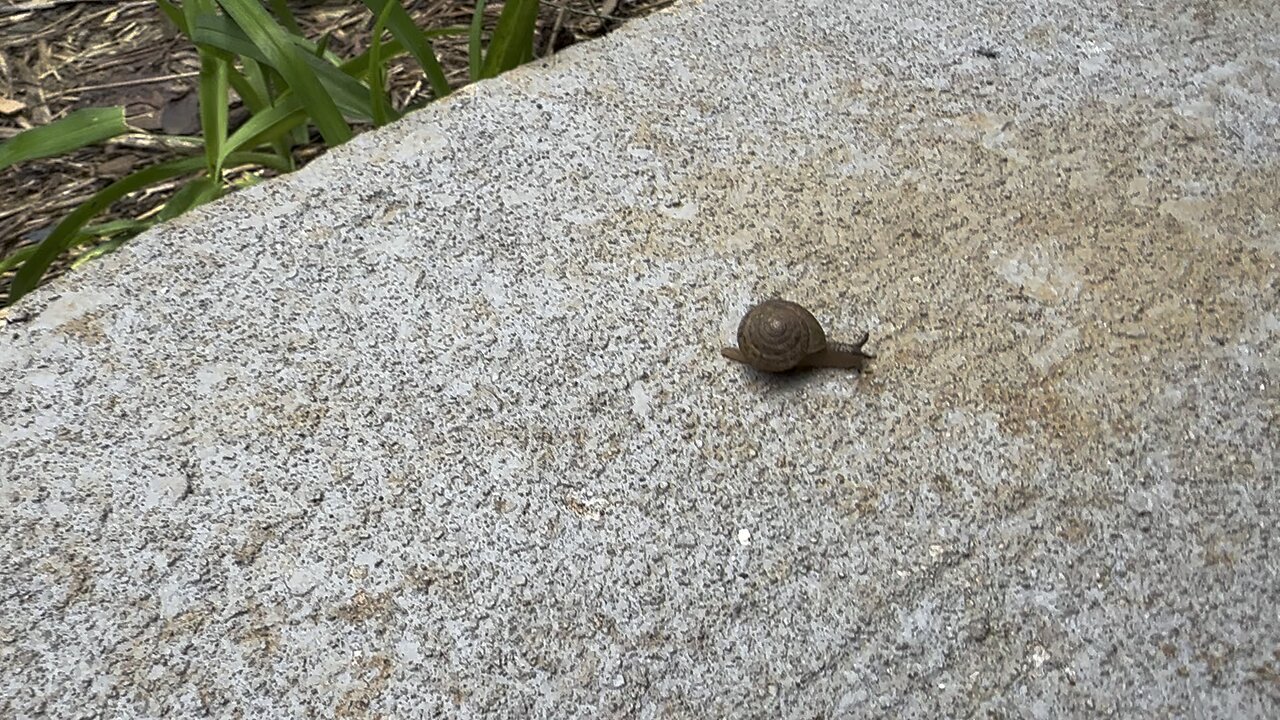 A Happy Little Snail!