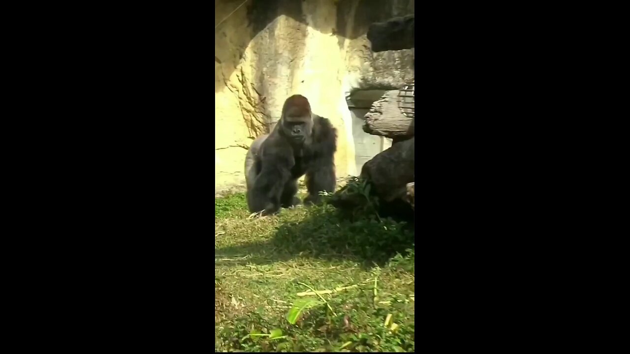 Gorilla funny video