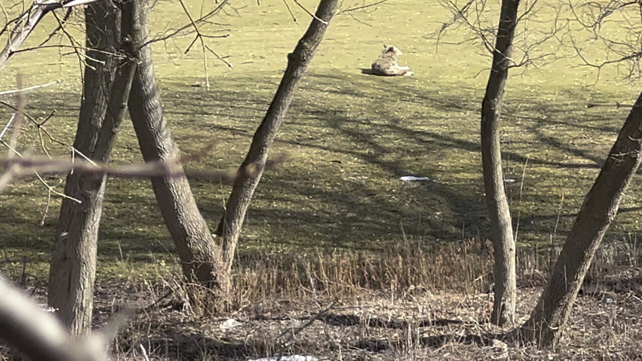 Coyote chilling checking things out