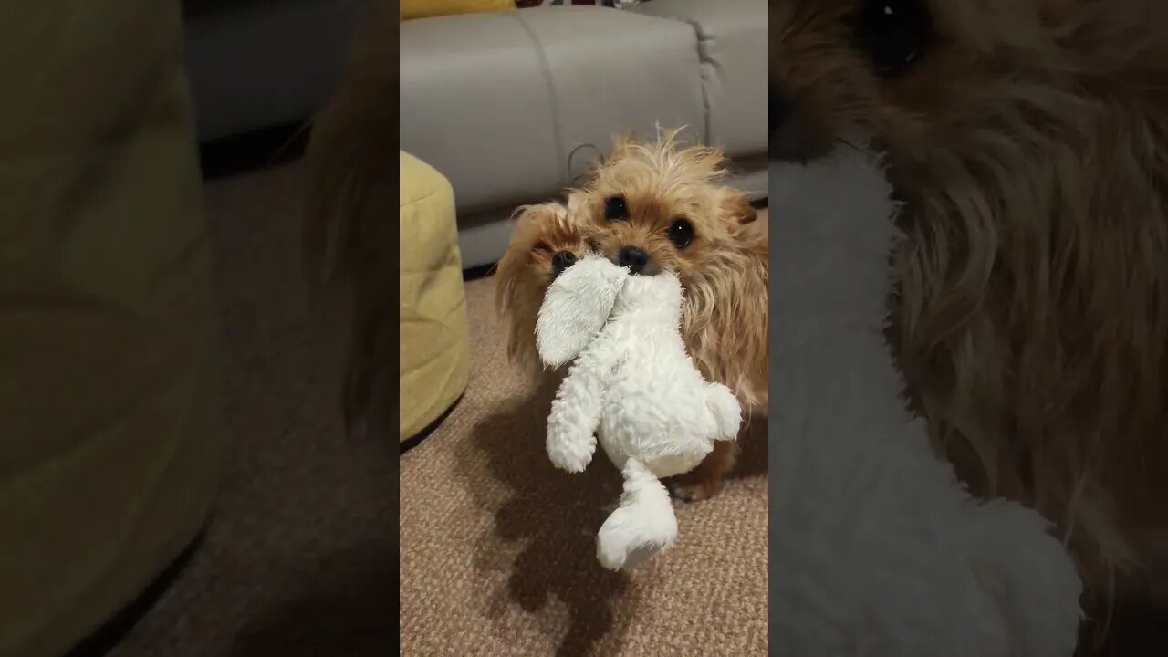 Cute dogs have an argument