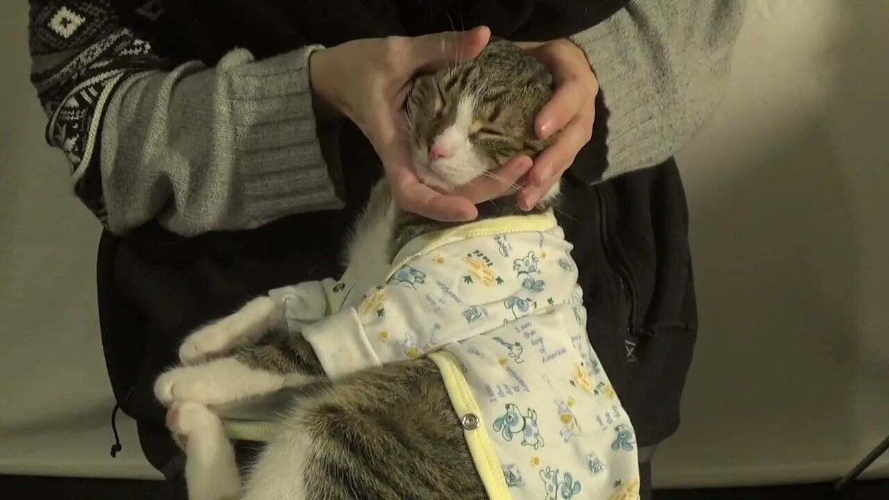 The Cat in Pajamas Is so Patient
