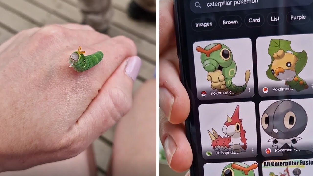 This stunning swallowtail caterpillar looks like real-life Pokémon #Sports