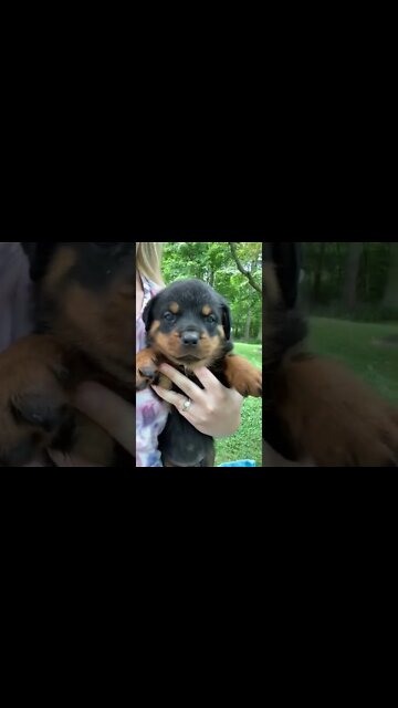 Rottweiler Puppy Is Sweet As Honey 🍯 #Shorts #rottweiler #dogs
