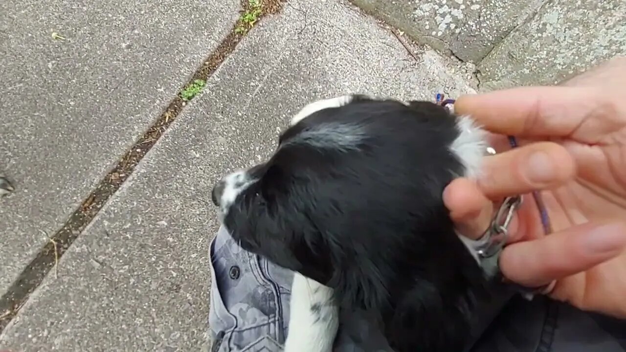 Little Springador Girl 1st Time On Lead