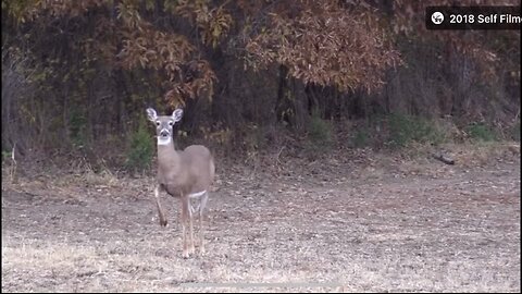 Whitetail Doe Humor