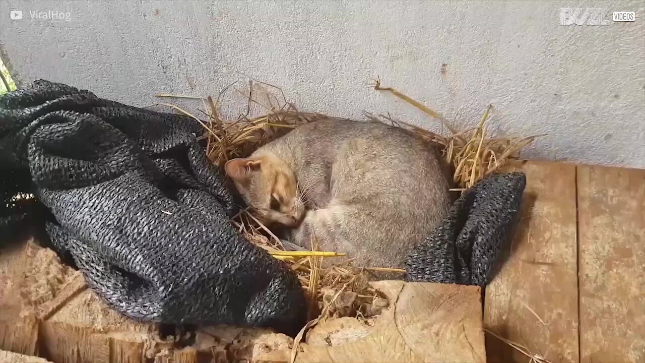 Gato cuida de ovos como se fosse uma galinha