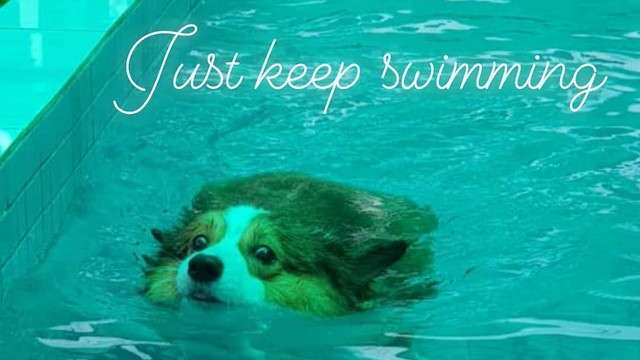 Funny Corgi Swimming