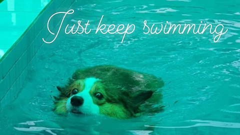 Funny Corgi Swimming