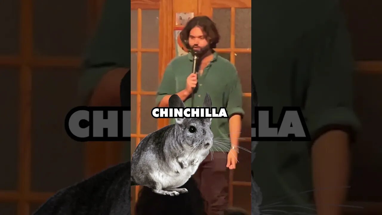 She’s got the Hairiest Chinchilla 😹 #comedy #shorts