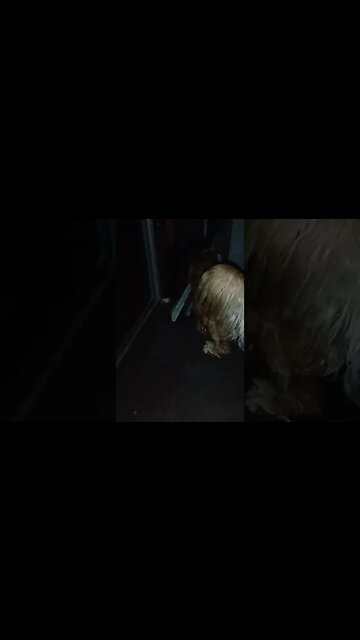 #dogshow , #animals , #dogs , #shorts