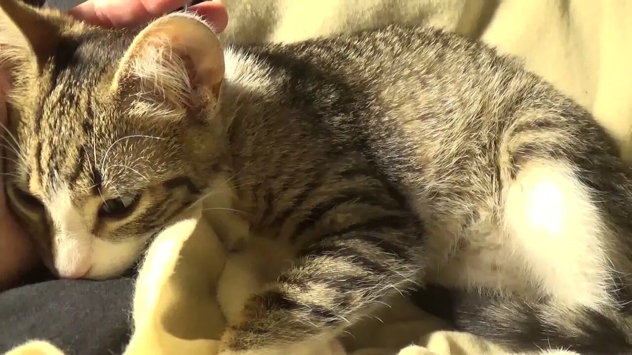 Small Cat Sleeps on His Nose and Makes Biscuits