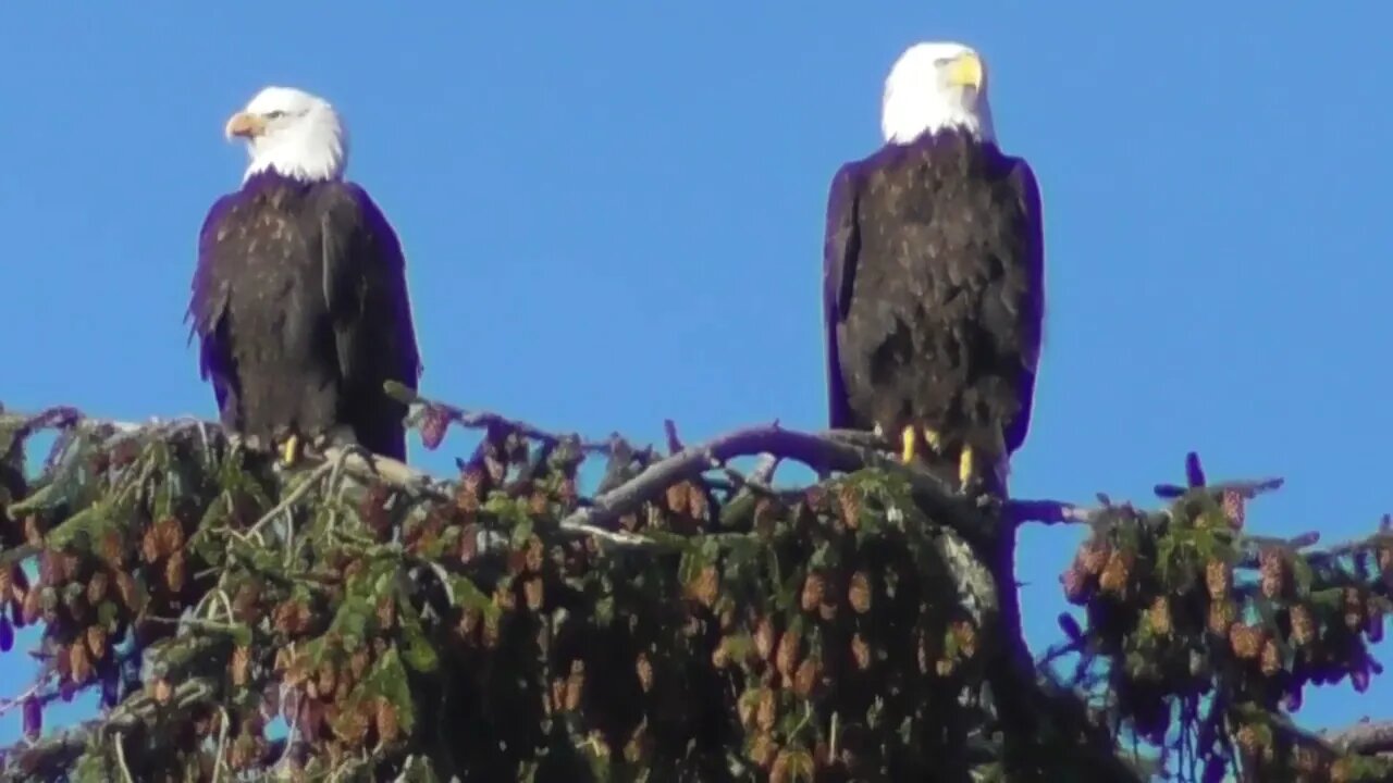 The Eagle's Have Landed!