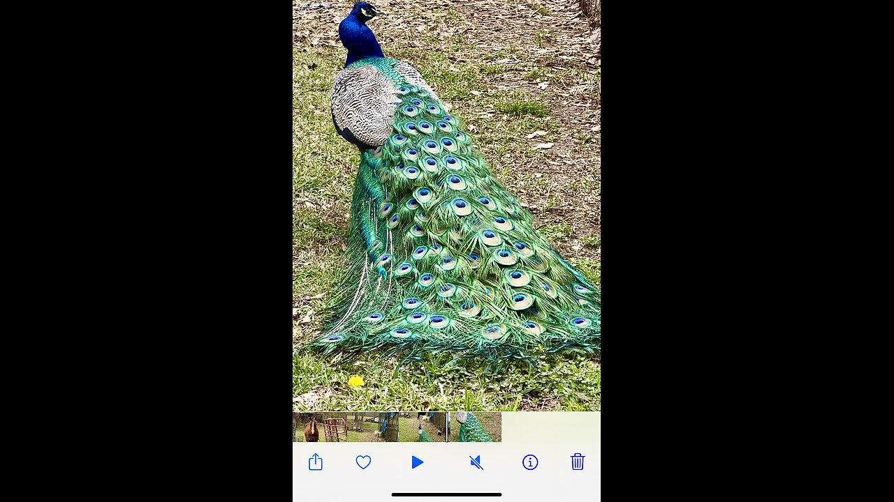 Mr Peacock is hoping for a little romance!!!