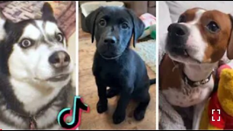 Compilation of Funny DOG Videos! 🤣 Most Viral DOGS on the internet! 🐕