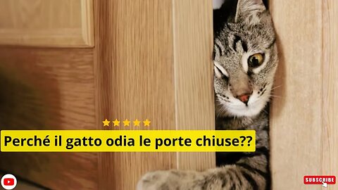 Perché il gatto odia le porte chiuse?